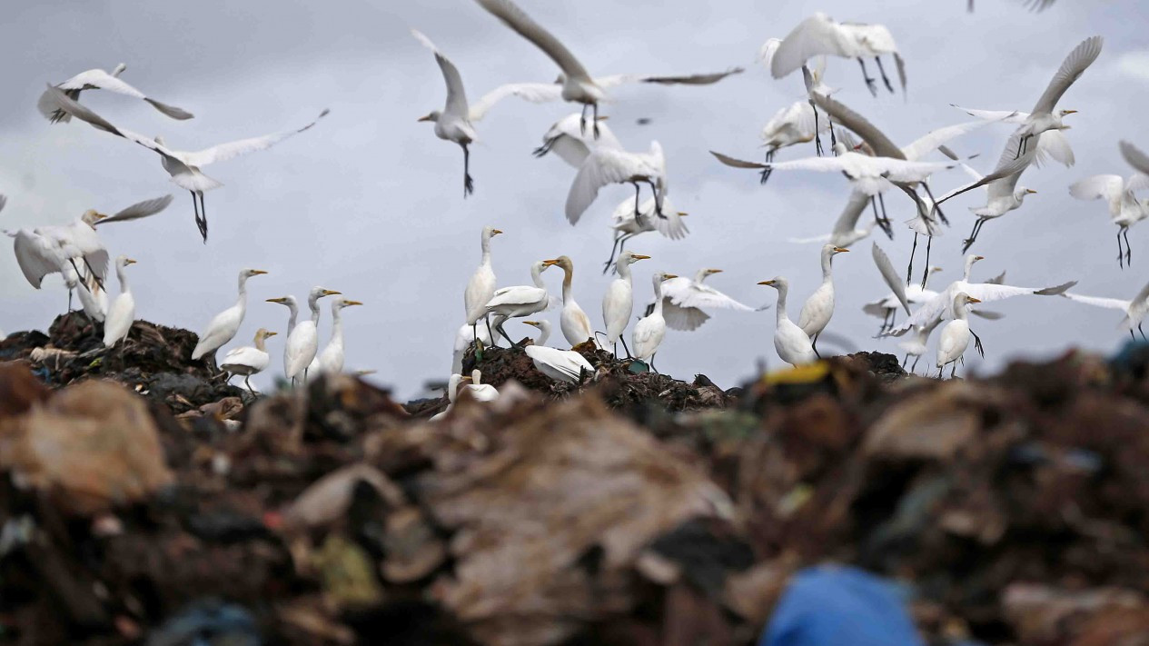 Burung Kuntul di Tempat Pembuangan Akhir