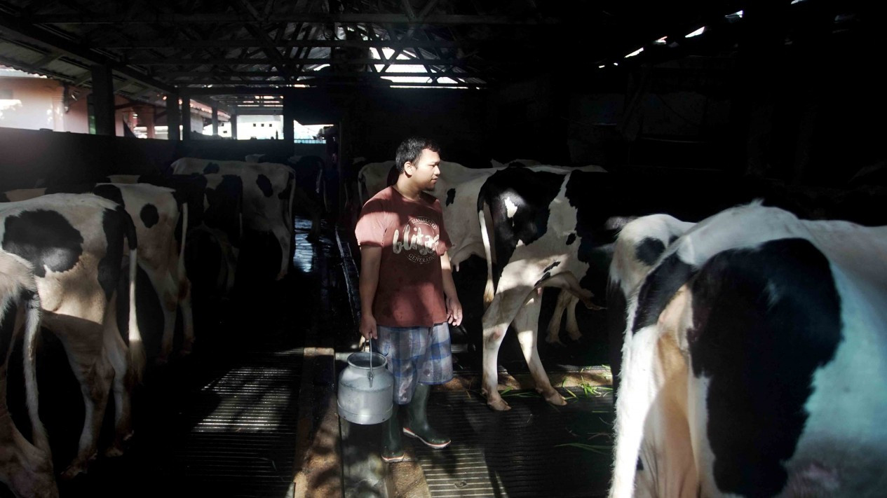 Permintaan Susu Sapi Perah Menurun - Vlix.id