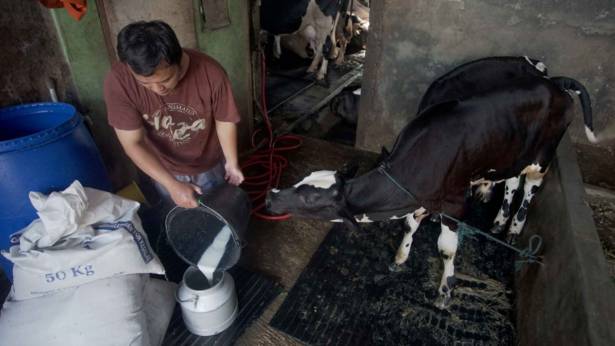 Permintaan Susu Sapi Perah Menurun - Vlix.id