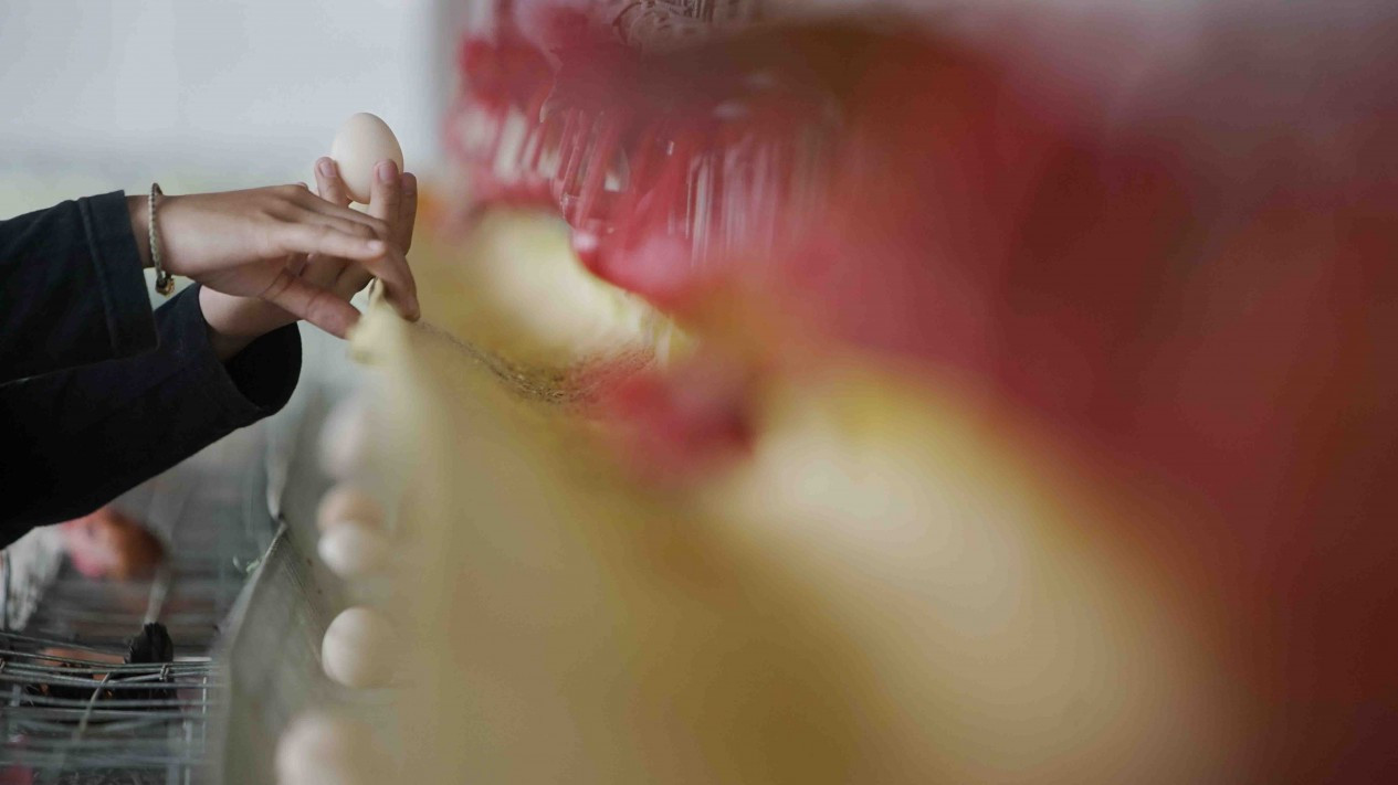 Peternakan Ayam Kampung Petelur di Bogor