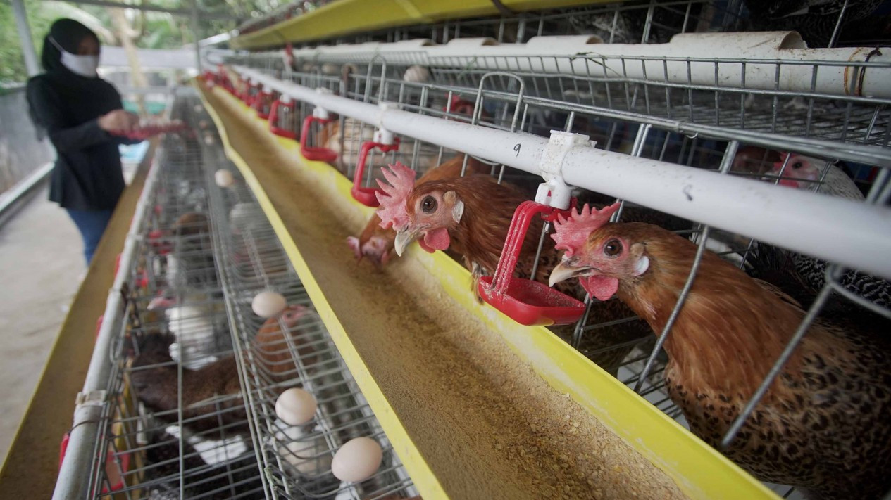 Peternakan Ayam Kampung Petelur di Bogor