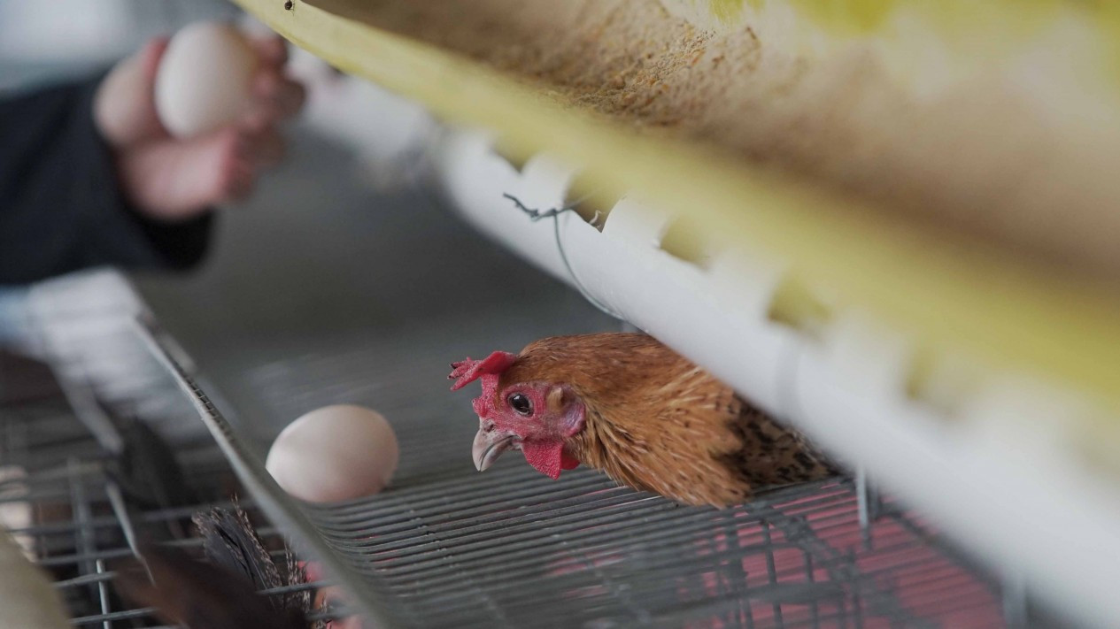 Peternakan Ayam Kampung Petelur di Bogor