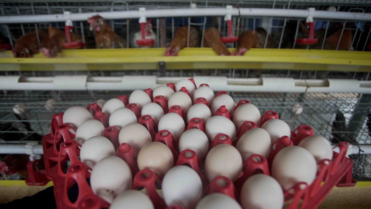 Peternakan Ayam Kampung Petelur di Bogor