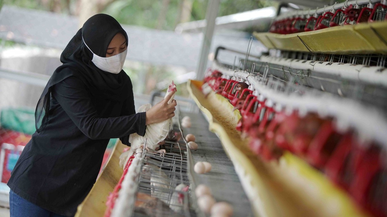 Peternakan Ayam Kampung Petelur di Bogor