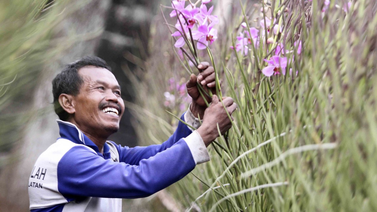 Budidaya Anggrek Dauglas