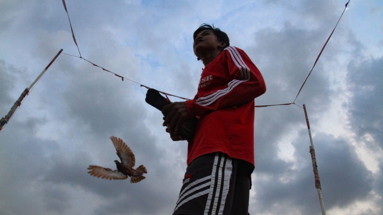 Latihan Burung Dara Balap Saat Pandemi