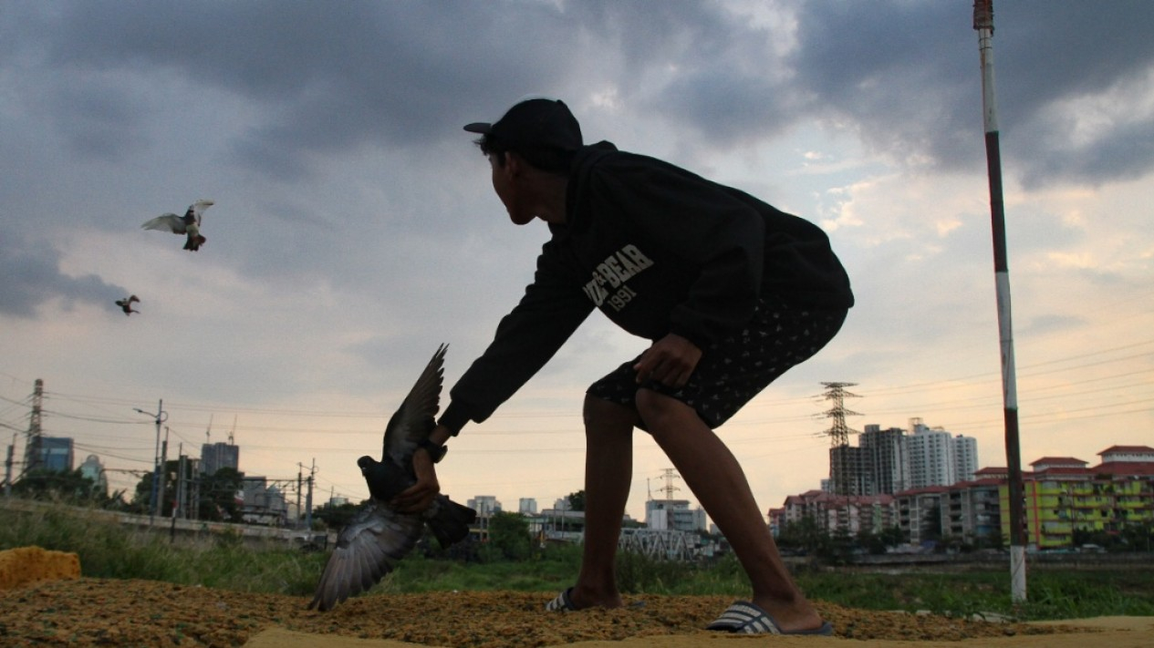 Latihan Burung Dara Balap Saat Pandemi