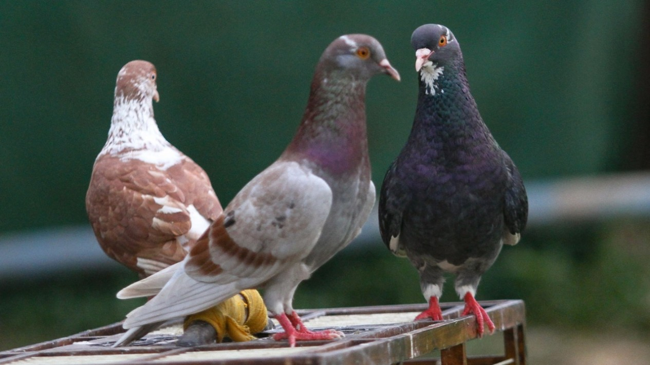 Latihan Burung Dara Balap Saat Pandemi