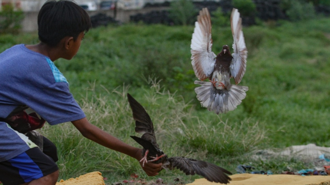 Latihan Burung Dara Balap Saat Pandemi