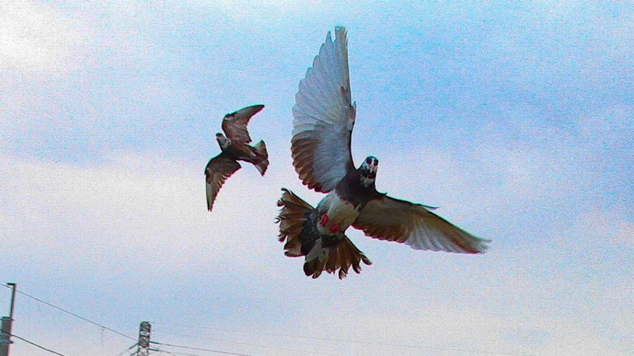 Latihan Burung Dara Balap Saat Pandemi