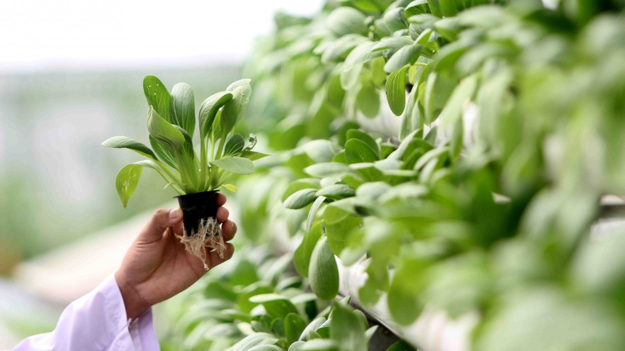 Santri Hasilkan 1,2 Ton Sayur dari Kebun Hidroponik