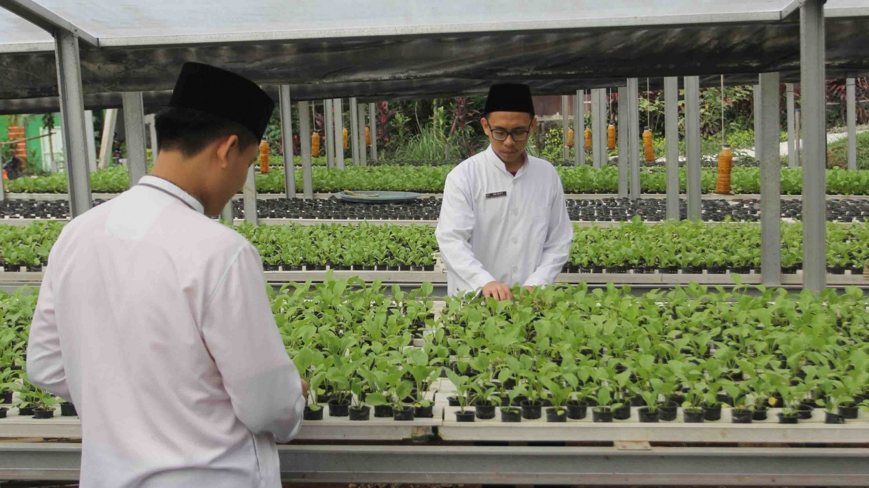 Santri Hasilkan 1,2 Ton Sayur dari Kebun Hidroponik