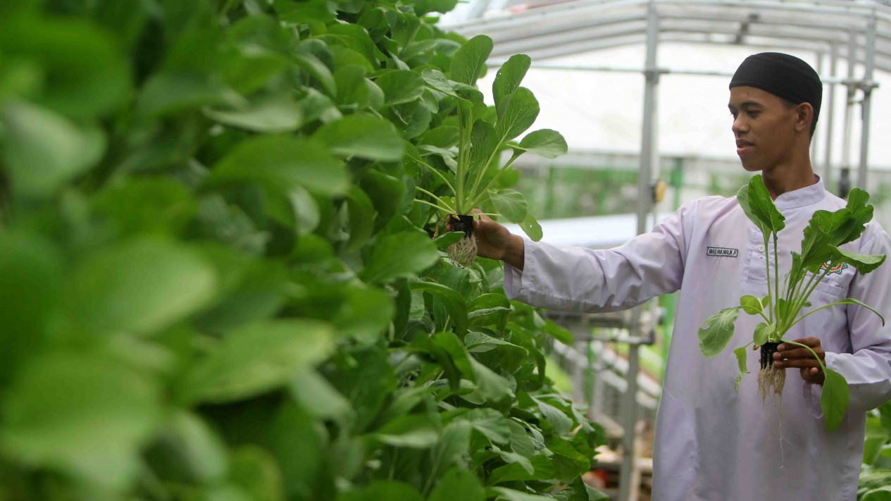 Santri Hasilkan 1,2 Ton Sayur dari Kebun Hidroponik