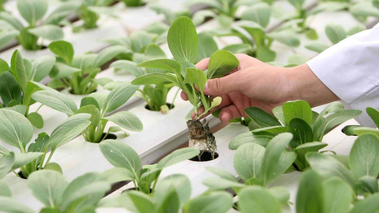 Santri Hasilkan 1,2 Ton Sayur dari Kebun Hidroponik