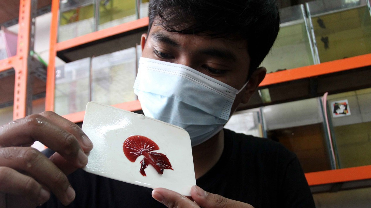 Bisnis Salon Ikan Cupang Hias