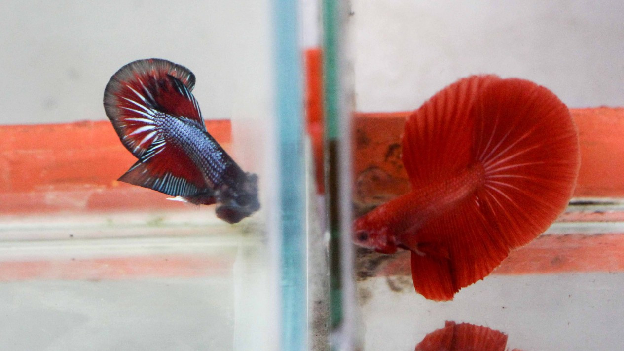 Bisnis Salon Ikan Cupang Hias