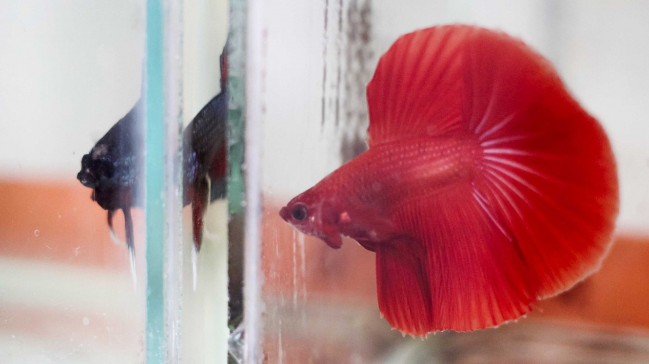 Bisnis Salon Ikan Cupang Hias