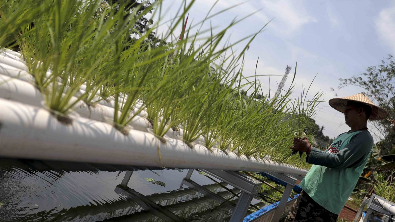 Melihat Sawah Hidroganik di Depok