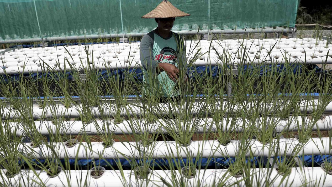Melihat Sawah Hidroganik di Depok