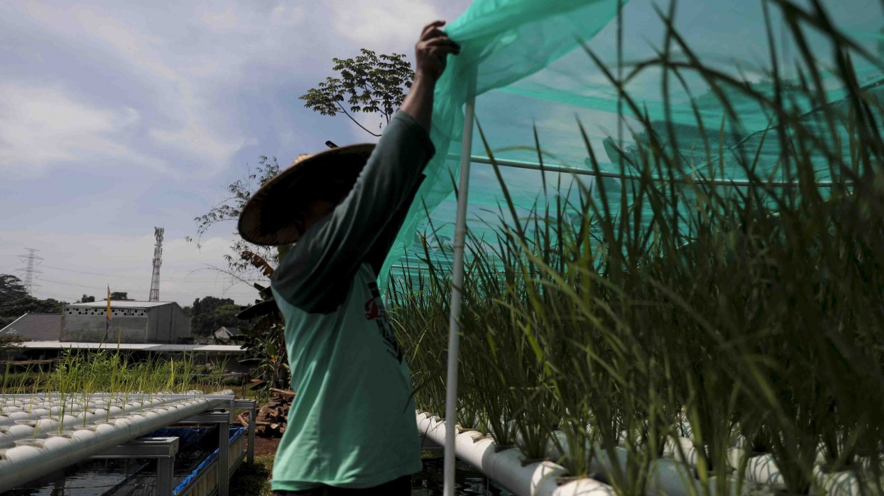 Melihat Sawah Hidroganik di Depok