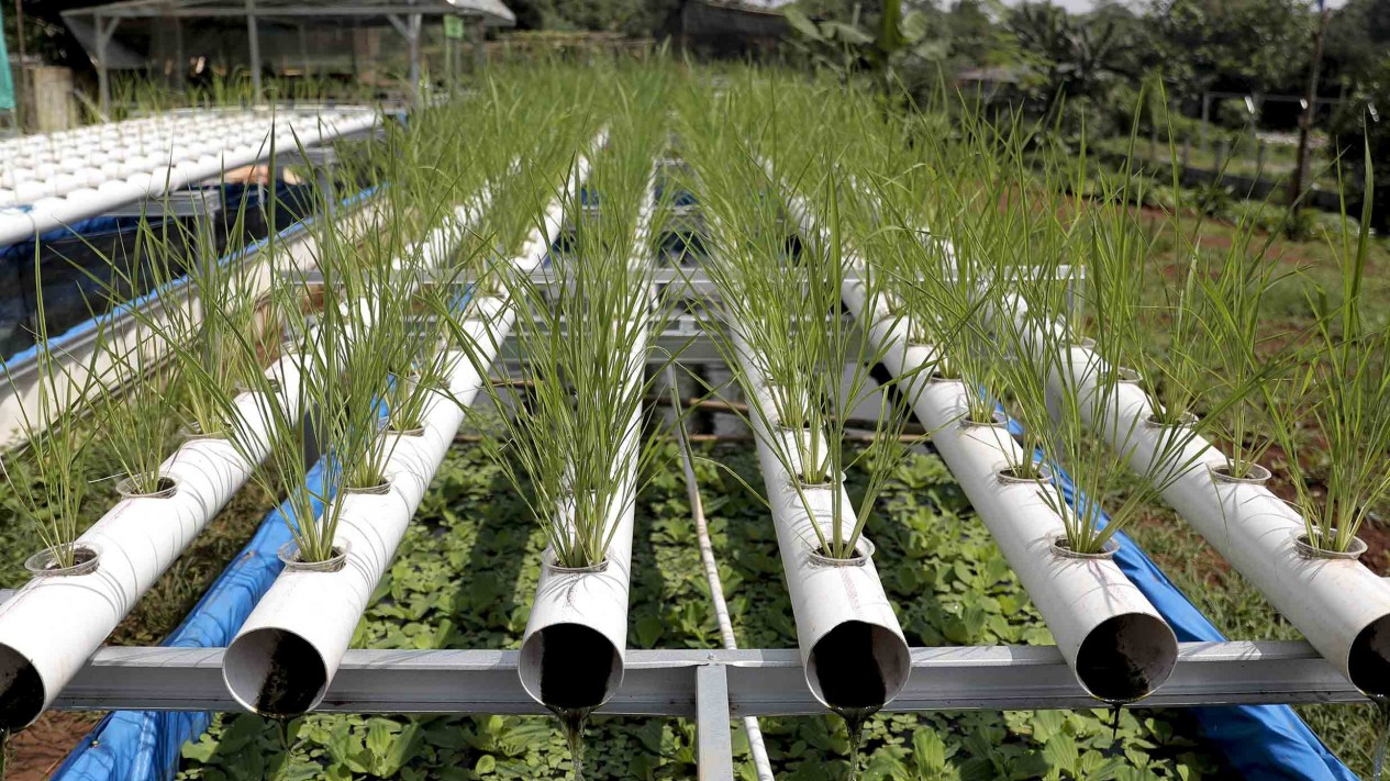 Melihat Sawah Hidroganik di Depok