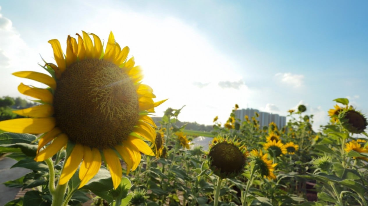 Perawatan Taman Sungai Kendal