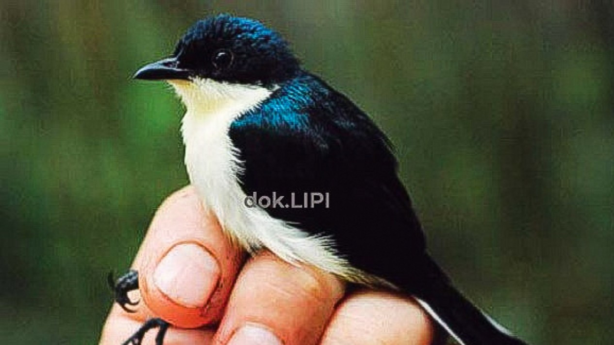 Penemuan Berrypecker Jenis Baru di Pegunungan Papua