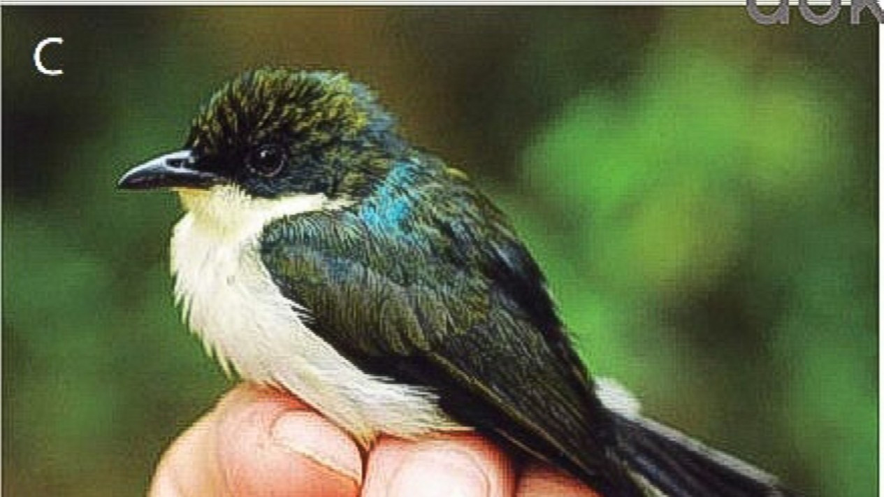 Penemuan Berrypecker Jenis Baru di Pegunungan Papua