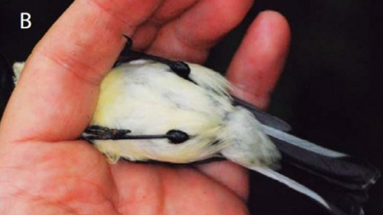 Penemuan Berrypecker Jenis Baru di Pegunungan Papua