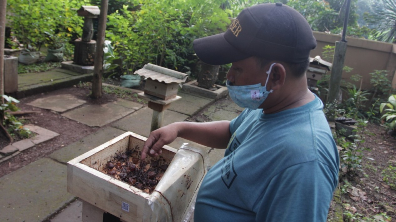 Budidaya Lebah Madu di Jakarta