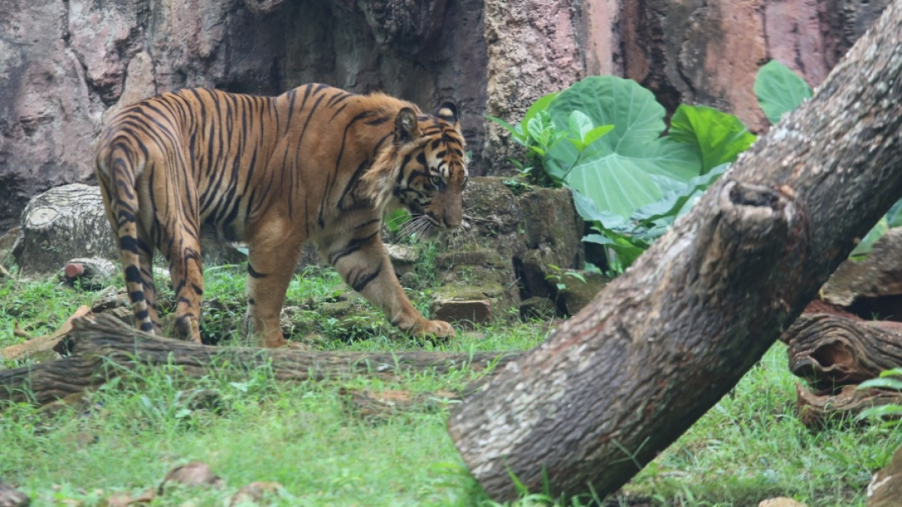Keadaan 2 Harimau Sumatera di Ragunan yang Kena Covid