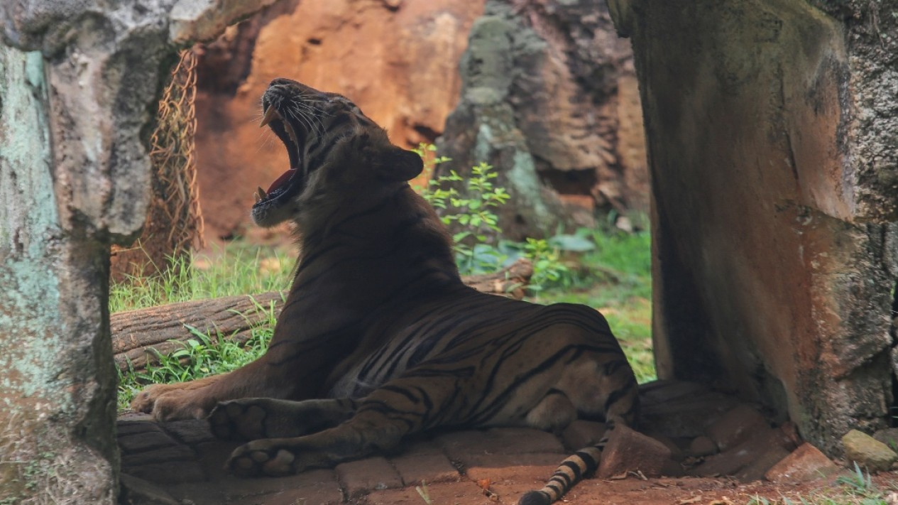Keadaan 2 Harimau Sumatera di Ragunan yang Kena Covid