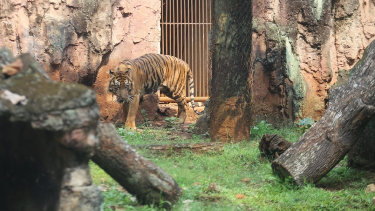 Keadaan 2 Harimau Sumatera di Ragunan yang Kena Covid