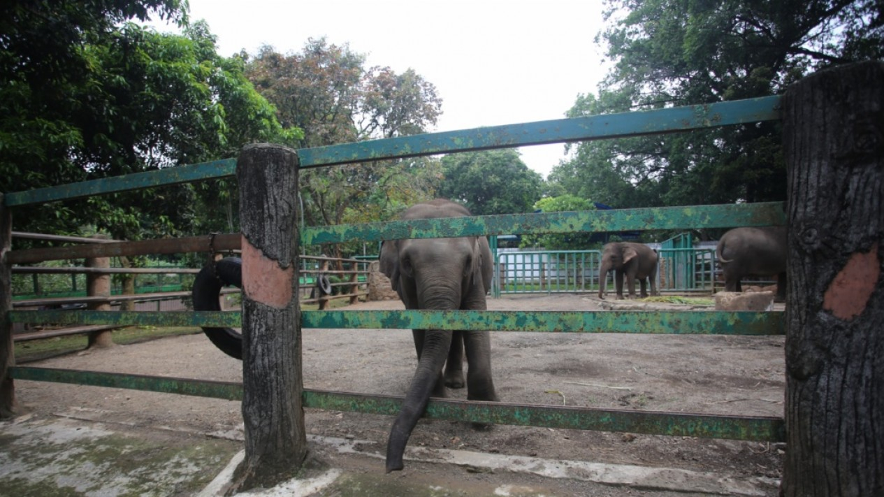 Kebun Binatang Ragunan Bersikap Buka Kembali