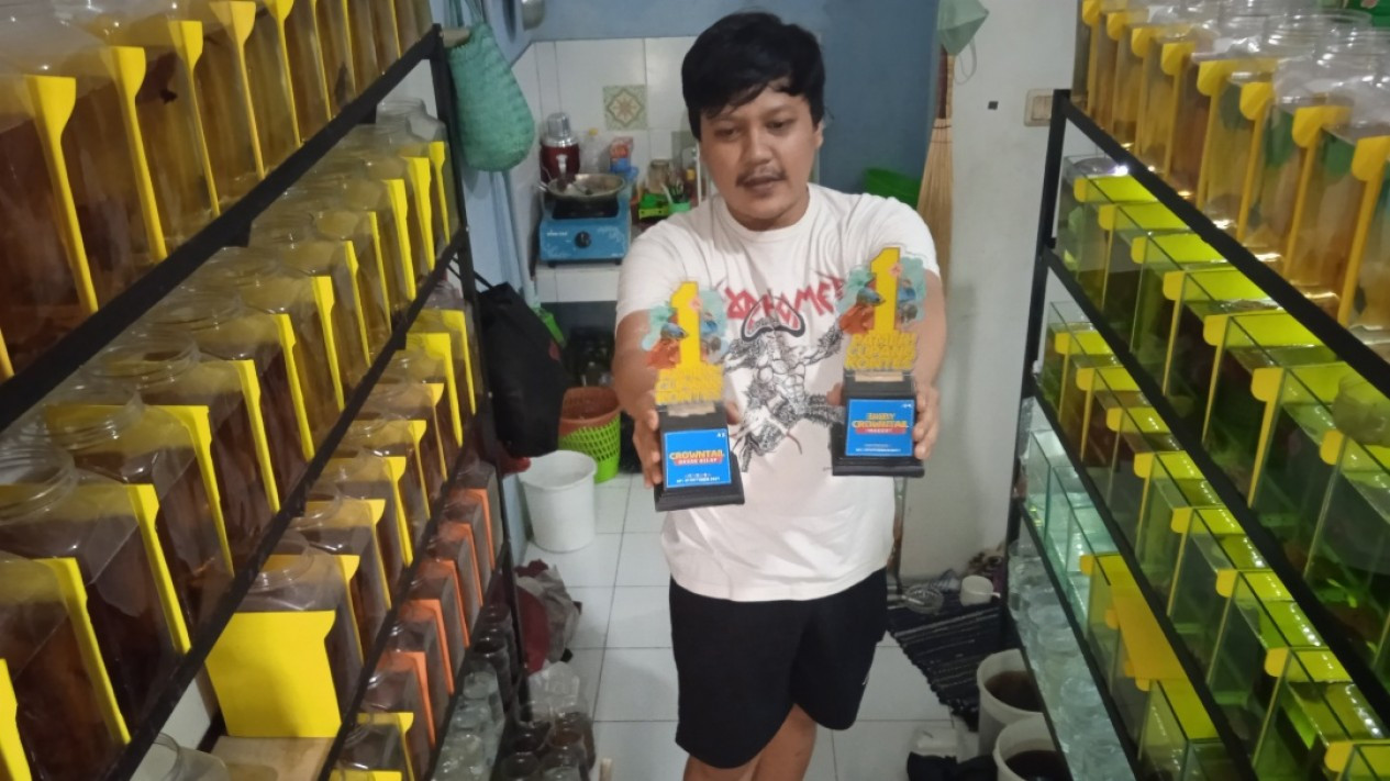 Bisnis Budidaya Ikan Cupang Khusus Kontes