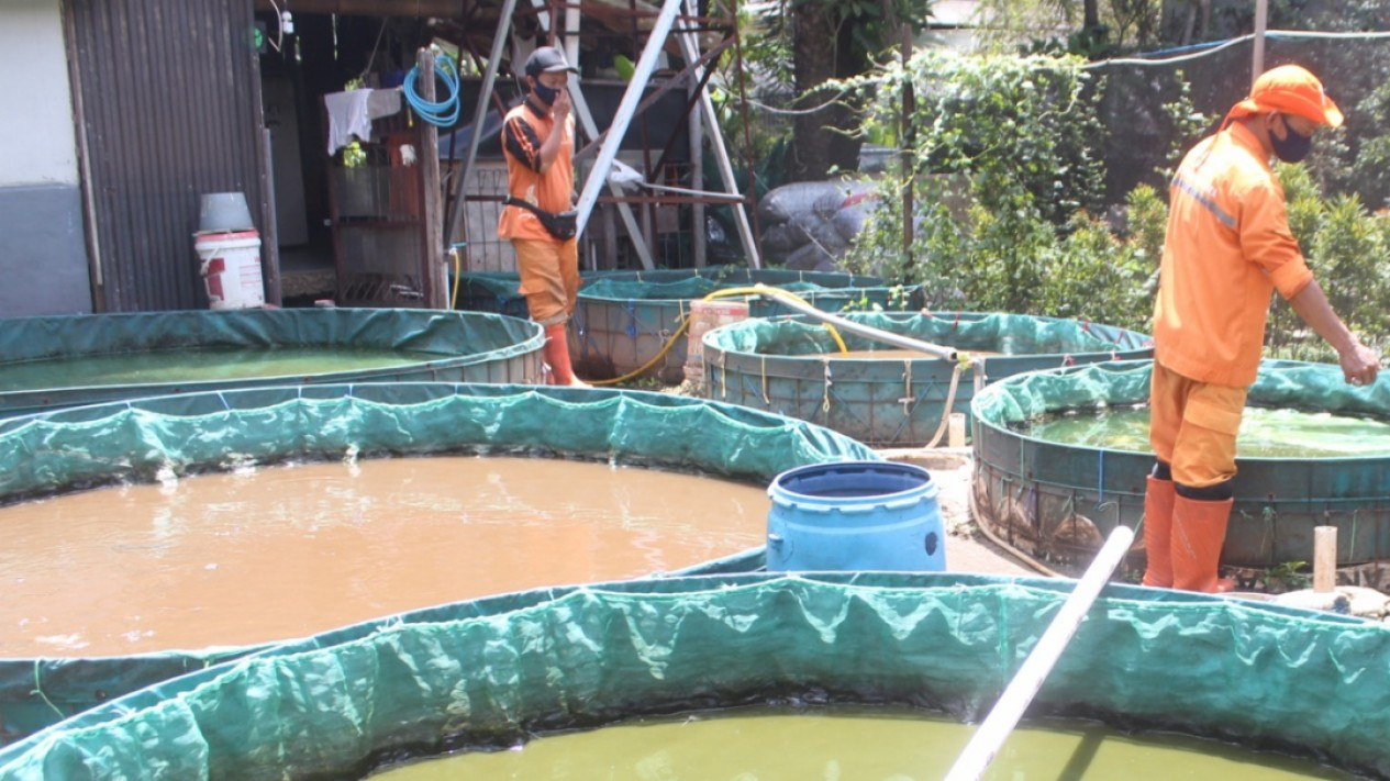 Budidaya Ikan Lele Oleh PPSU