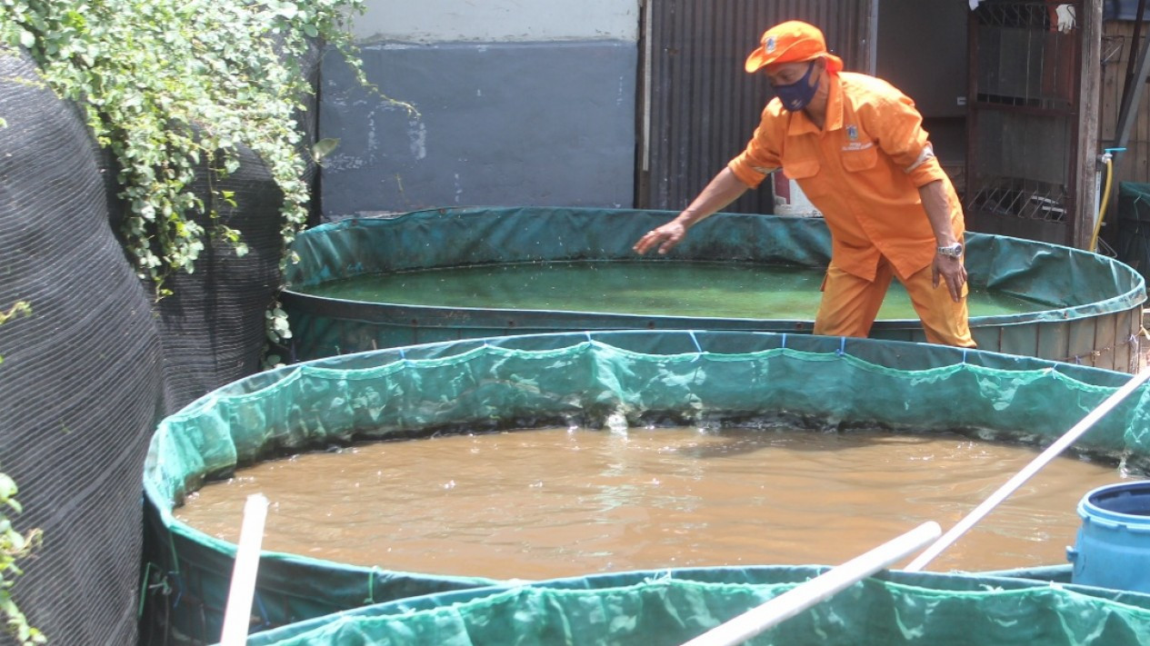 Budidaya Ikan Lele Oleh PPSU