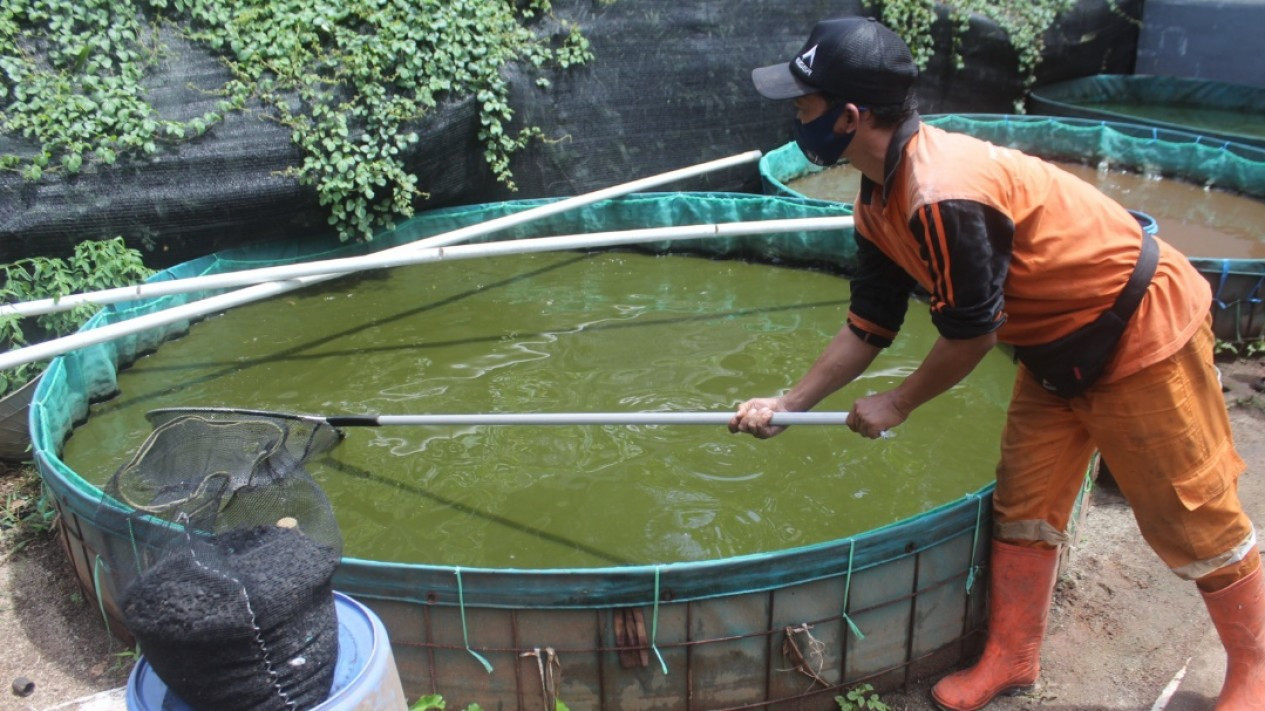 Budidaya Ikan Lele Oleh PPSU