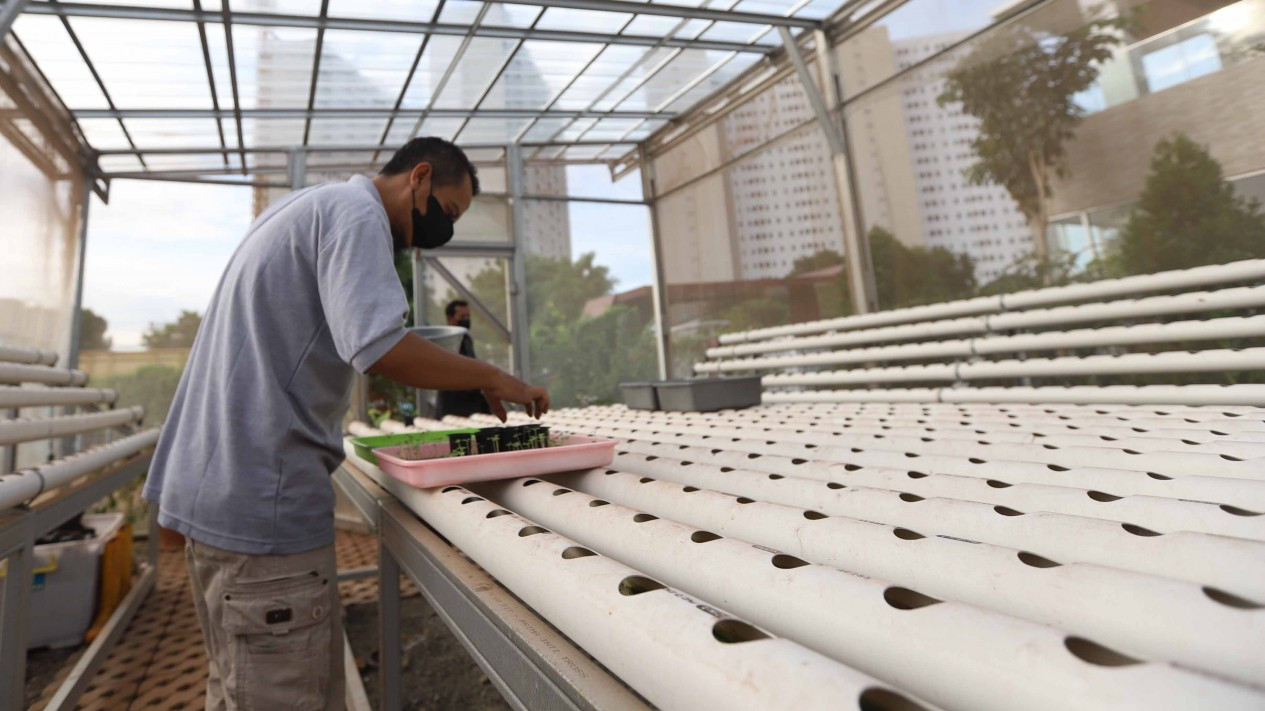 Budidaya Tanaman Hidroponik di Tengah Kota