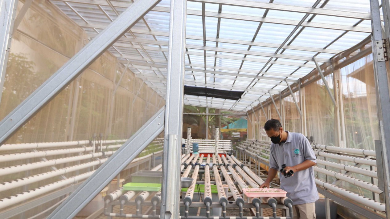 Budidaya Tanaman Hidroponik di Tengah Kota