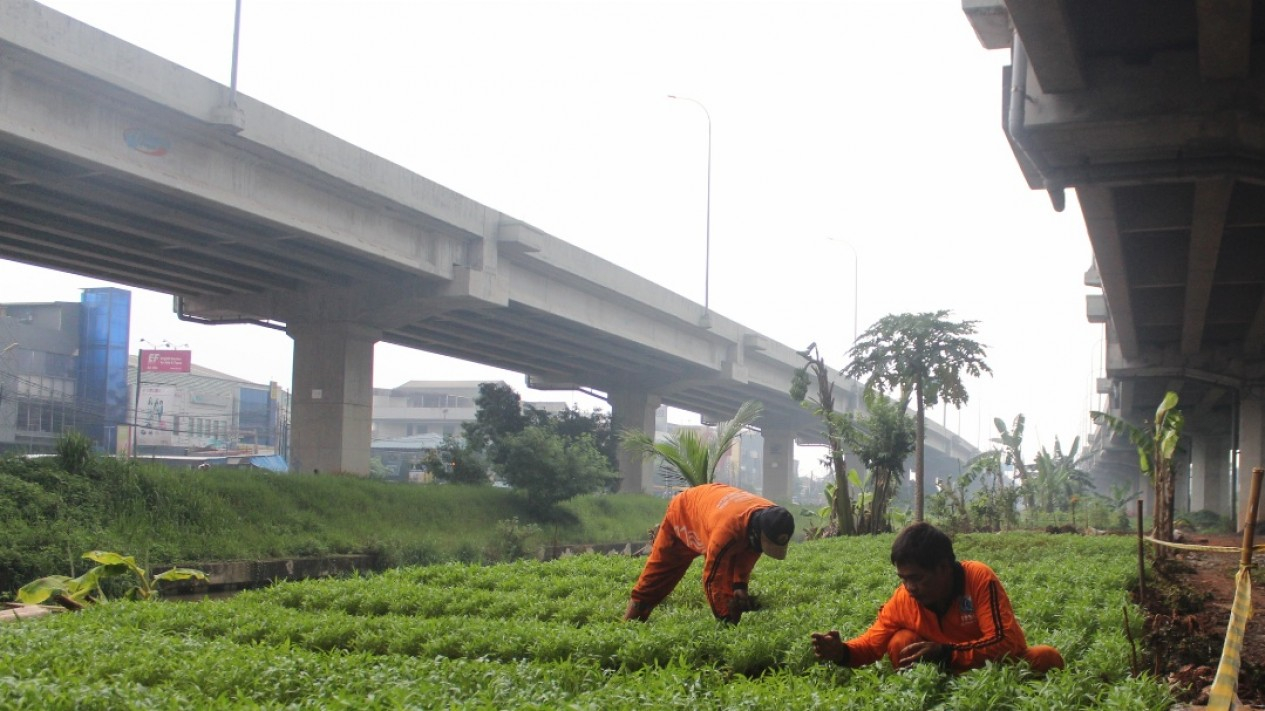 Manfaatkan Lahan Pinggir BKT, PPSU Tanam Sayur