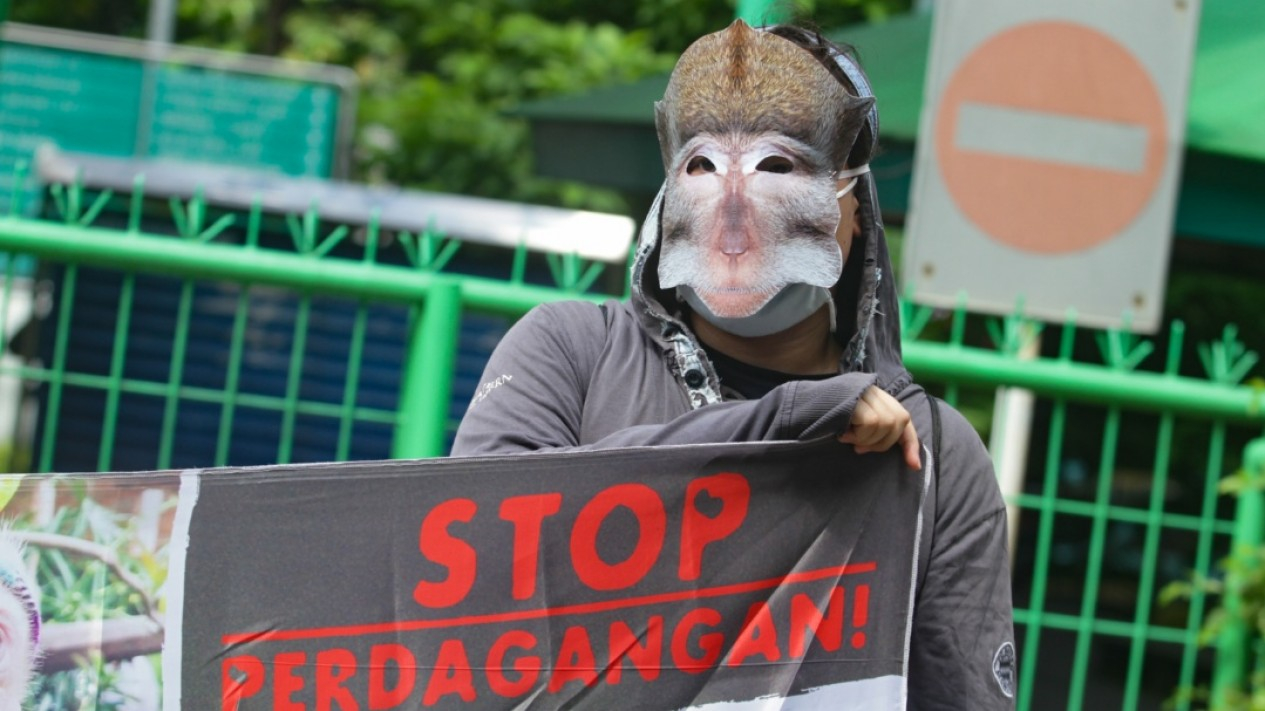 Aksi Tolak Perdagangan Monyet di Indonesia