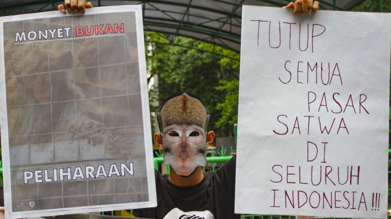 Aksi Tolak Perdagangan Monyet di Indonesia
