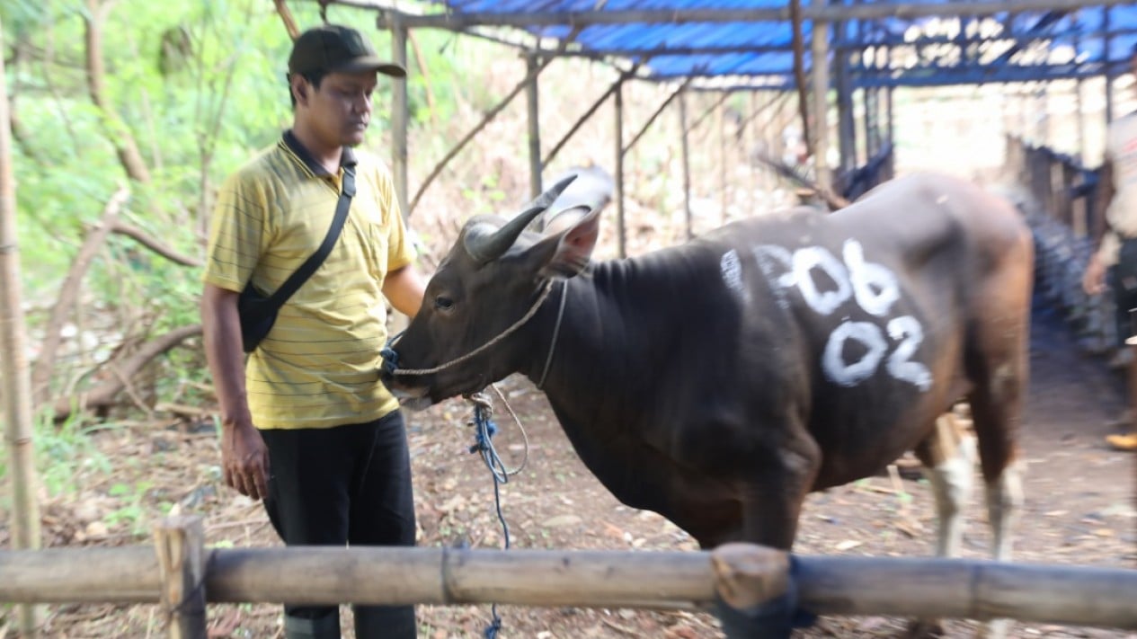 Masyarakat Dihimbau Teliti Pilih Hewan Kurban Bebas PMK