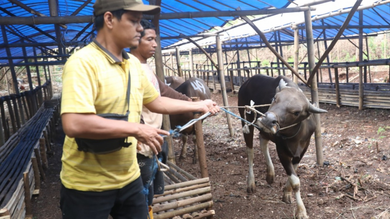 Masyarakat Dihimbau Teliti Pilih Hewan Kurban Bebas PMK