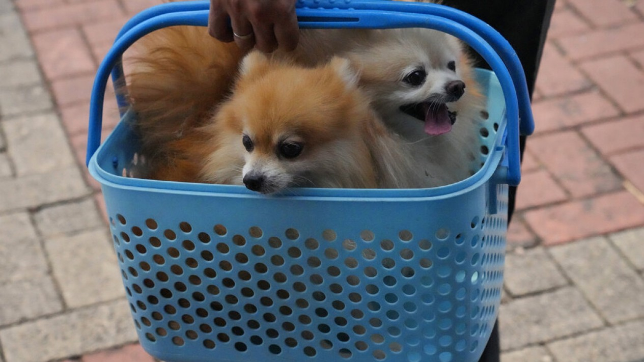 Vaksin Rabies Hewan Peliharaan