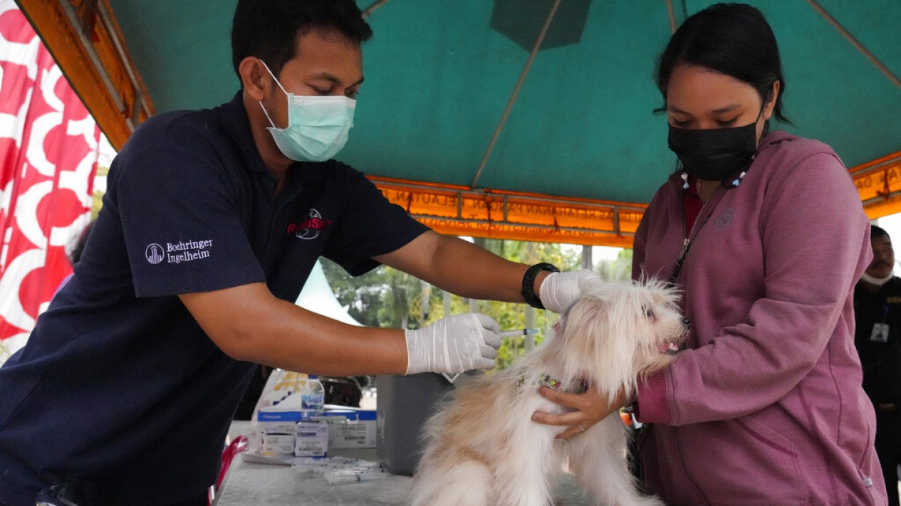 Vaksin Rabies Hewan Peliharaan