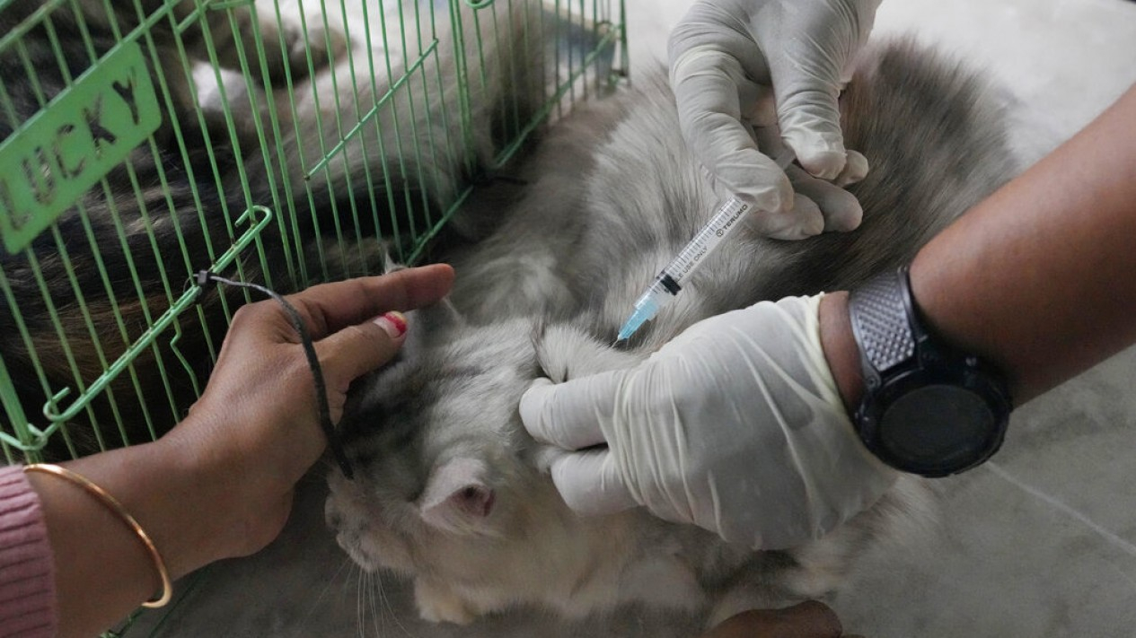 Vaksin Rabies Hewan Peliharaan
