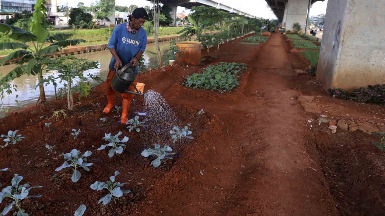 Budidaya Tanaman Sayur di Kolong Tol Becakayu