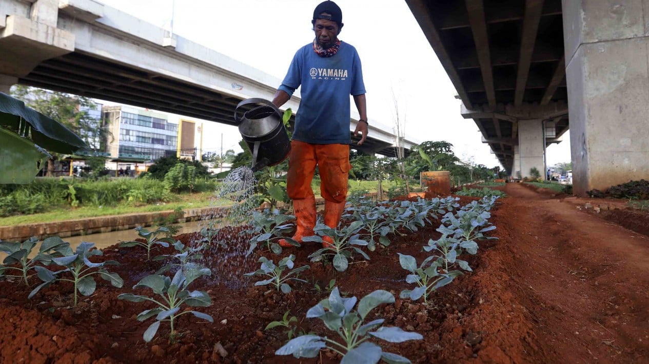 Budidaya Tanaman Sayur di Kolong Tol Becakayu